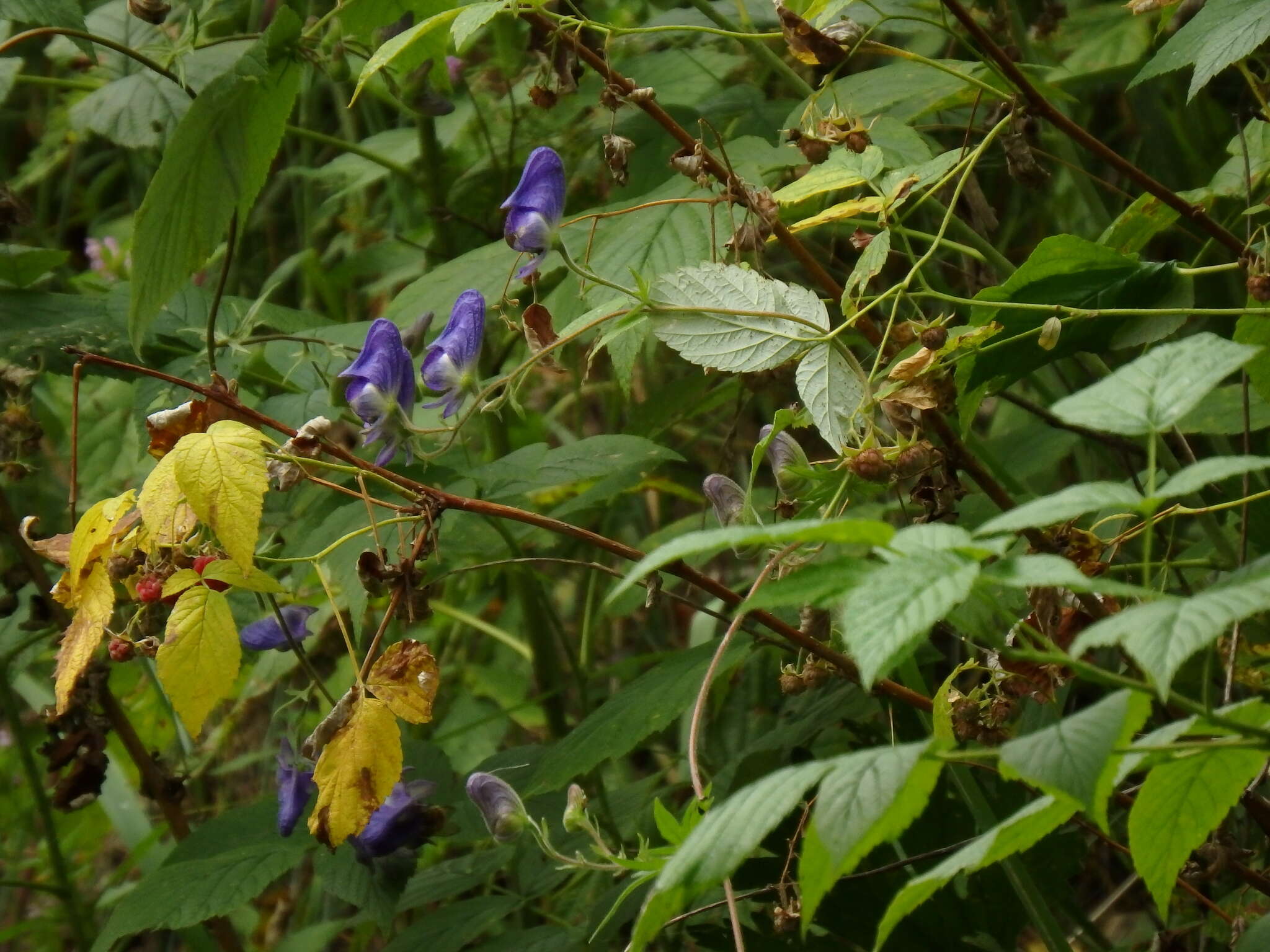 Image of Aconitum volubile Pall.