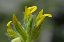 Imagem de Astragalus schanginianus Pall.