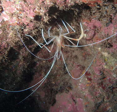 Image of flameback coral shrimp