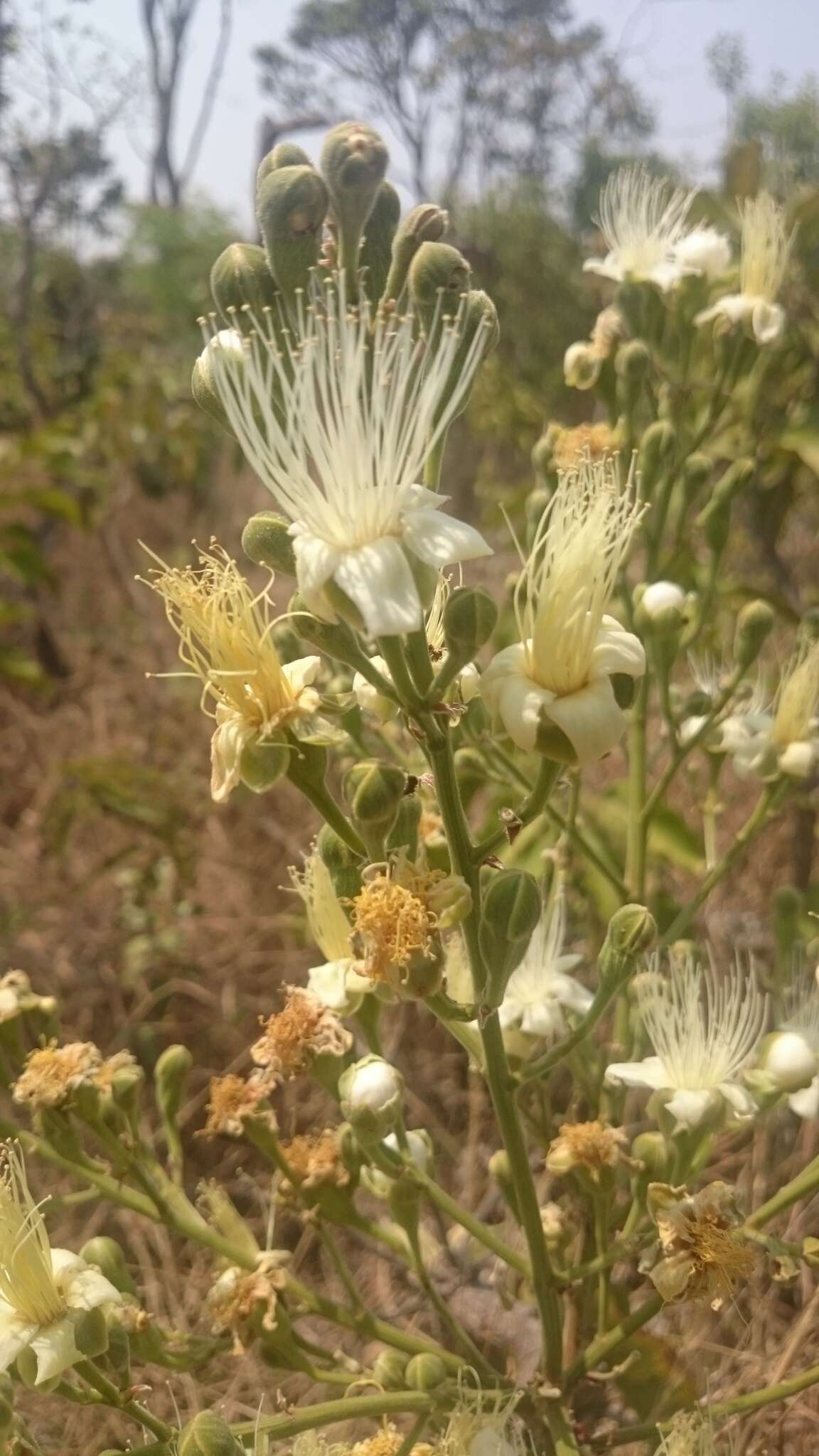 Plancia ëd Couepia grandiflora (Mart. & Zucc.) Benth. ex Hook. fil.