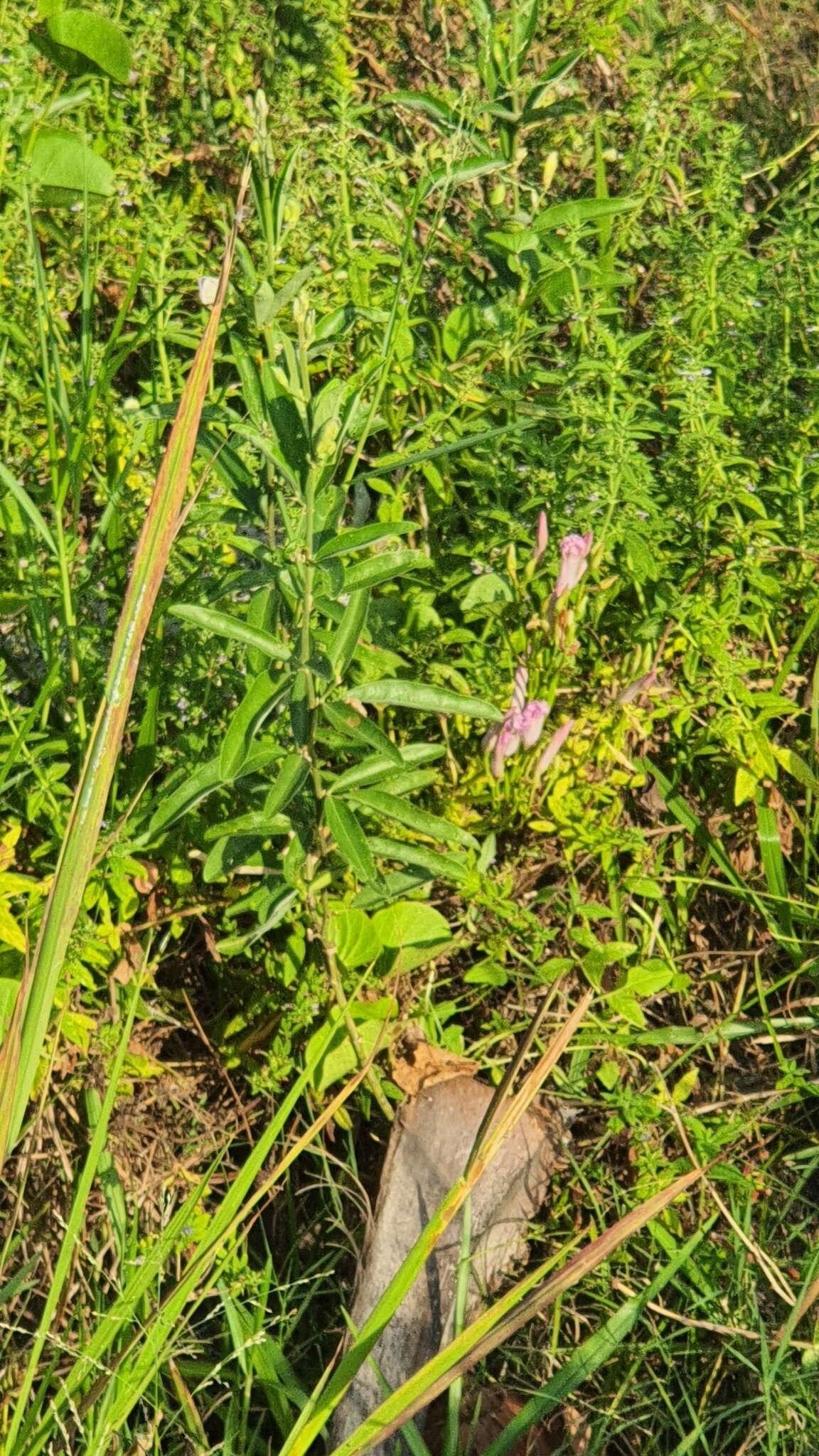 Image de Clitoria laurifolia Poir.