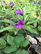 Image of Cardamine glanduligera O. Schwarz