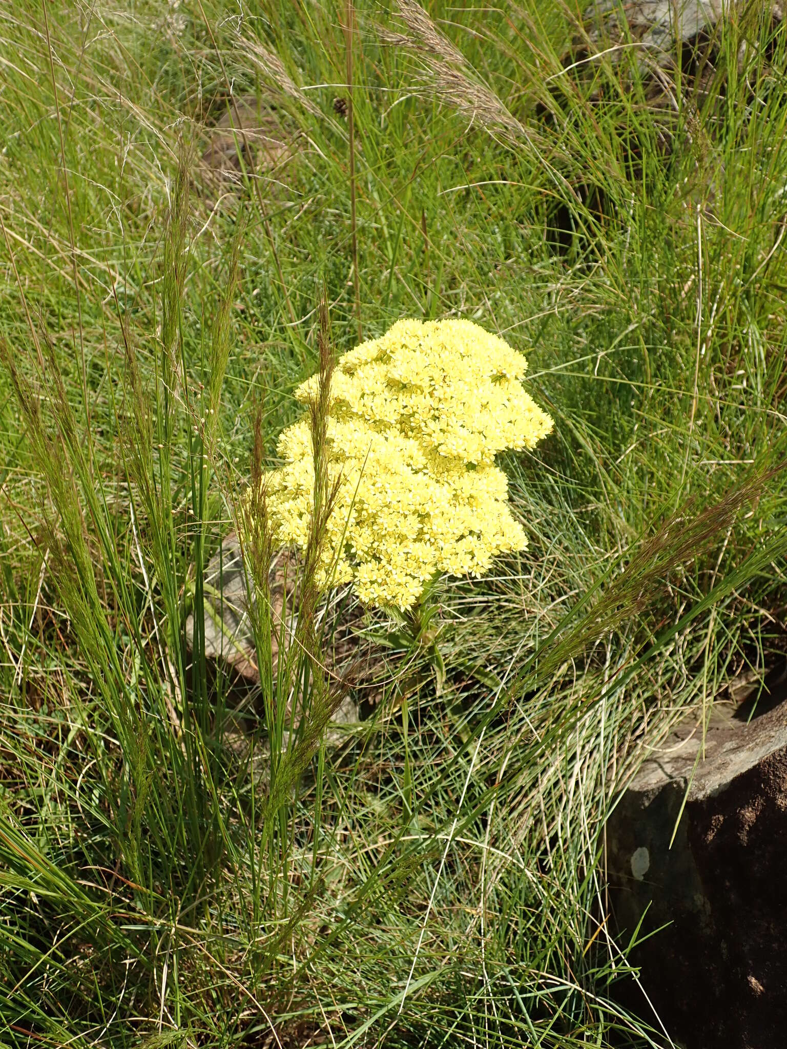 Image of Crassula alba Forsk.