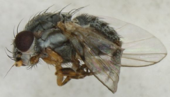Image of Odinia
