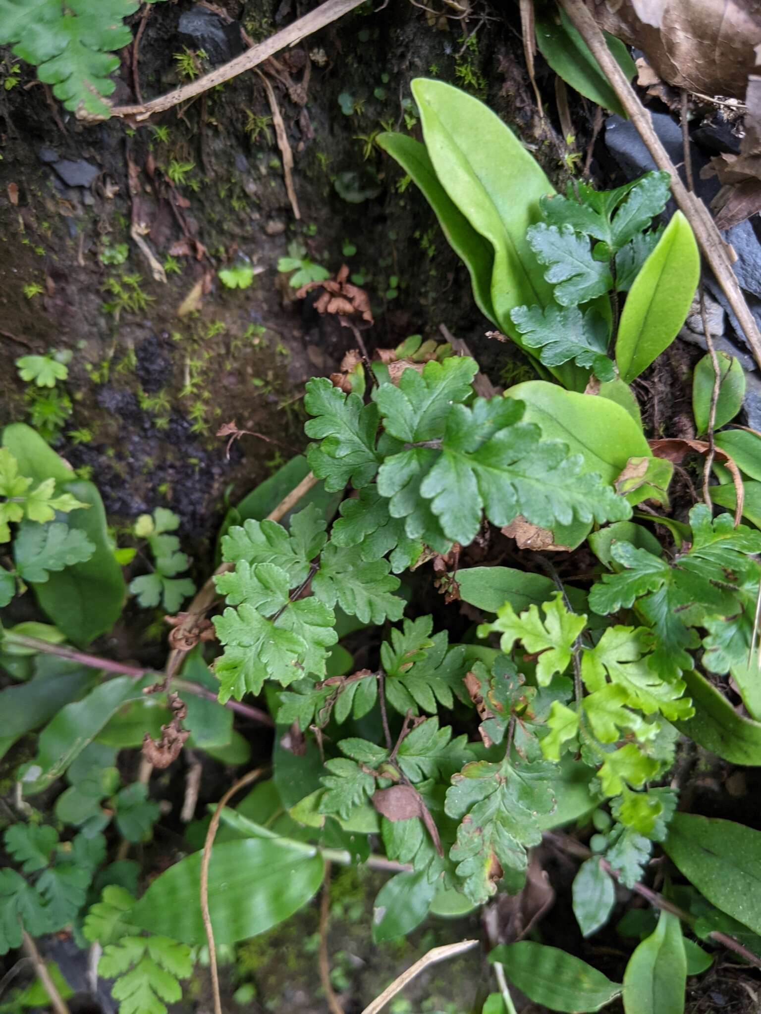 Image de Oeosporangium nitidulum (Hook.) Fraser-Jenk.