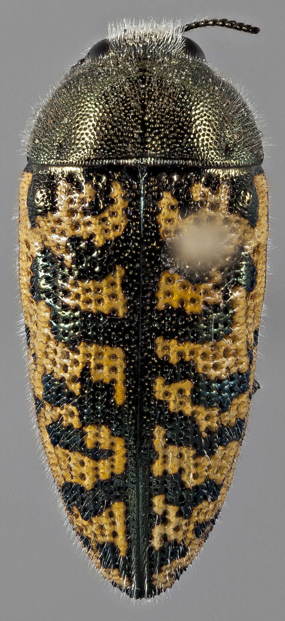 Image of Acmaeodera auritincta Fall 1922