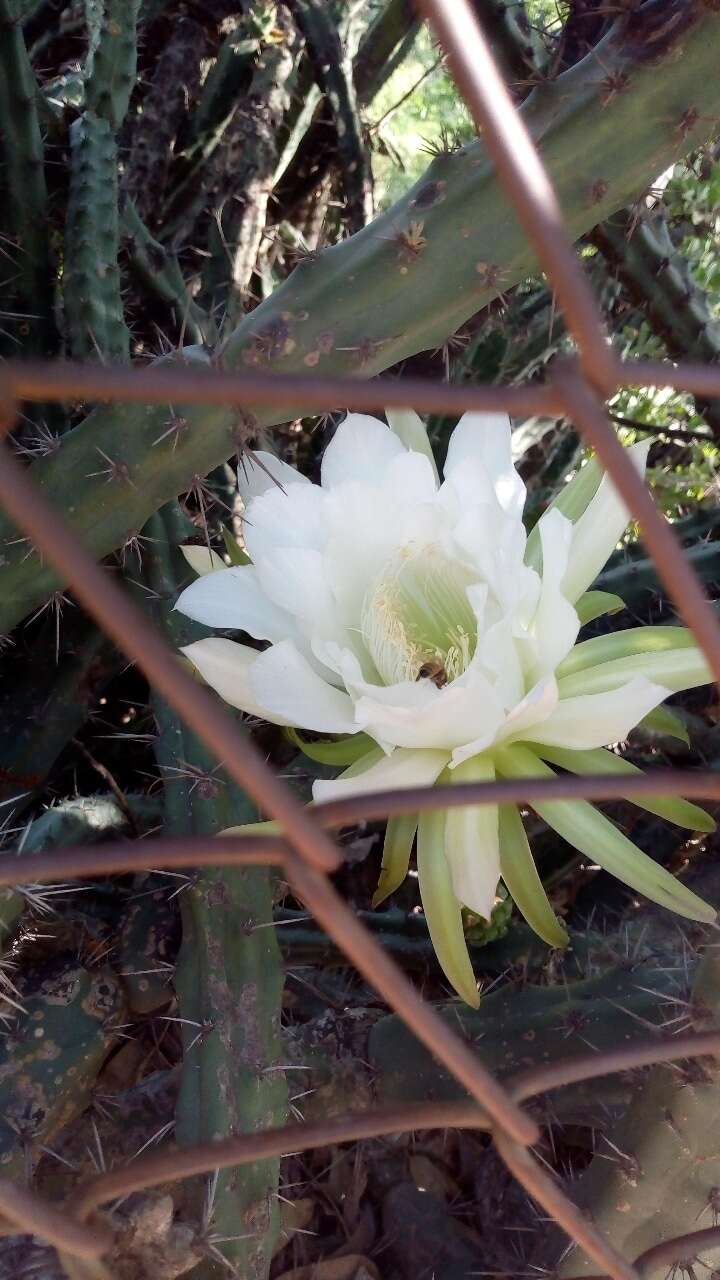 Image de Harrisia pomanensis (F. A. C. Weber ex K. Schum.) Britton & Rose