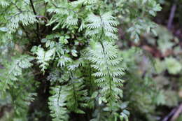 Image of Hymenophyllum pectinatum Cav.