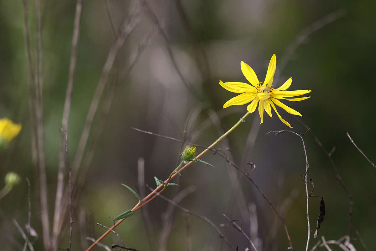 Imagem de Phoebanthus grandiflora (Torr. & A. Gray) Blake