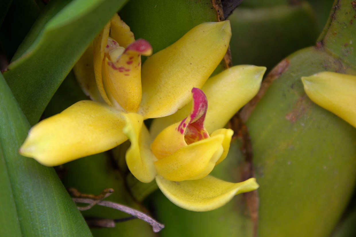 Image of Hidden orchid