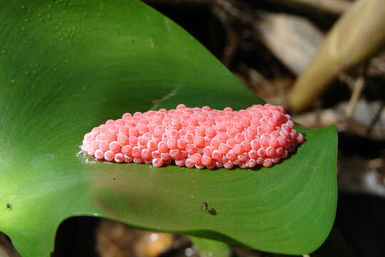 Image of Channeled Applesnail