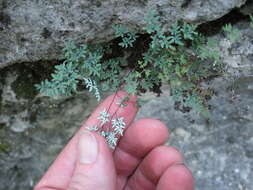 Image of powdery false cloak fern