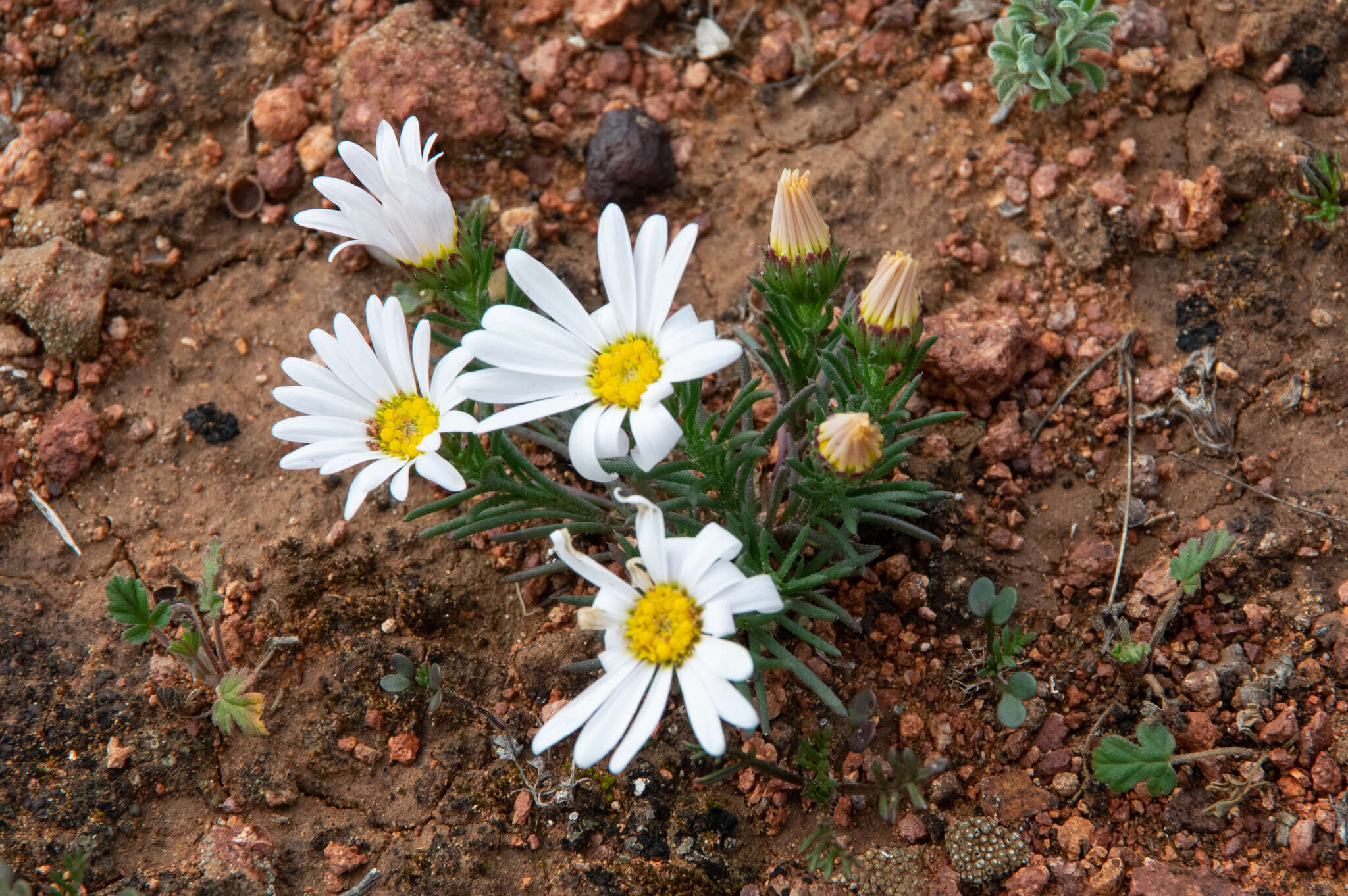 Image of Minuria leptophylla DC.