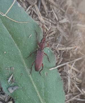 Plancia ëd Amorphocephala