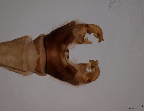 Image of <i>Cylindrotoma distinctissima</i> (Meigen 1818)