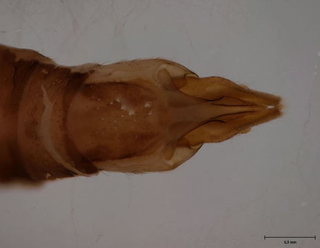 Image of <i>Cylindrotoma distinctissima</i> (Meigen 1818)