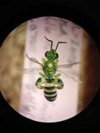 Image of Agapostemon femoratus Crawford 1901