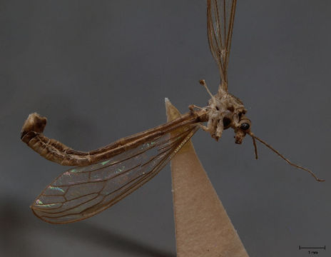 Image of <i>Cylindrotoma distinctissima americana</i> Osten Sacken 1865