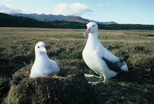 Image of Wandering albatross