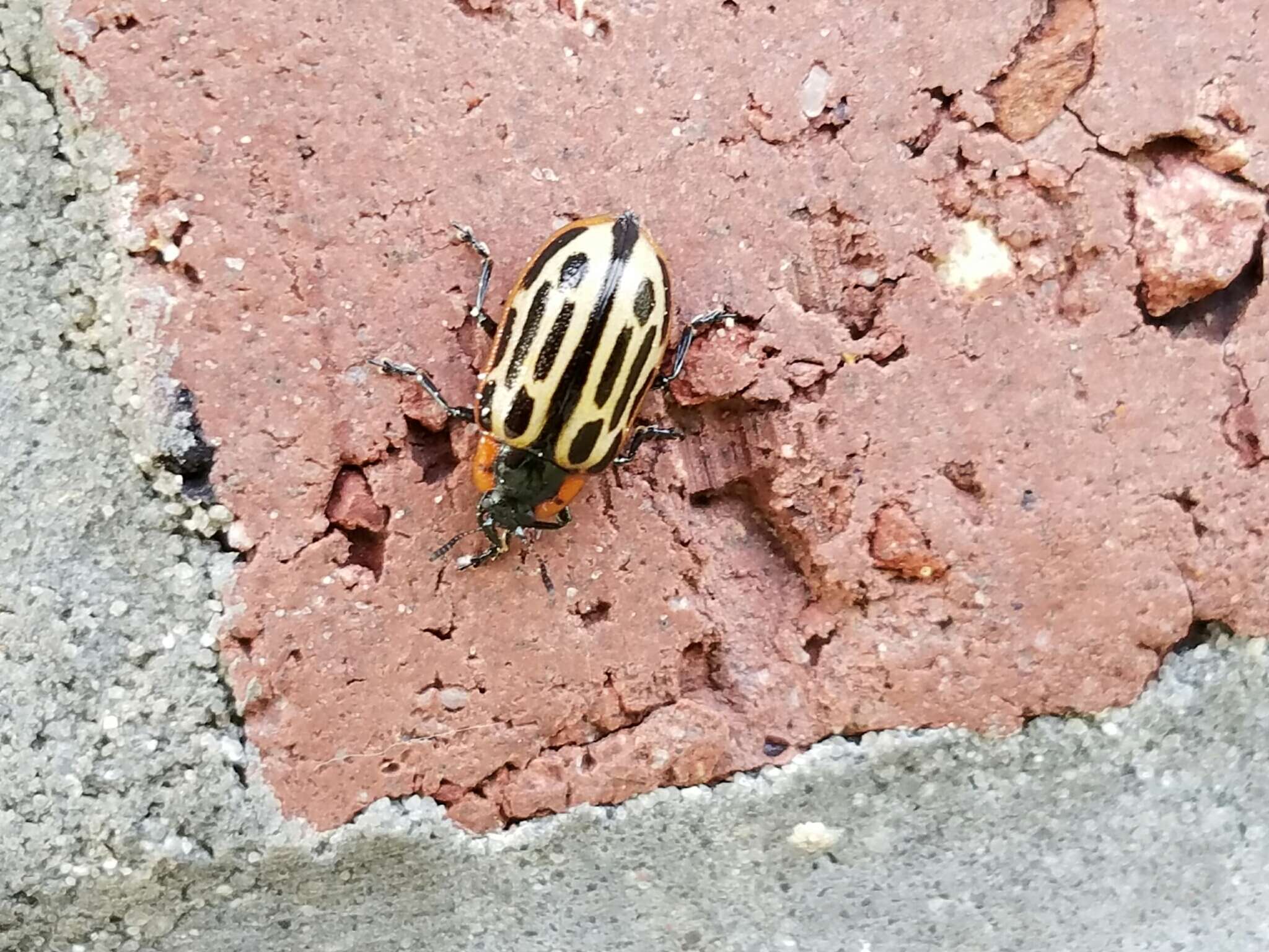 Image of Cottonwood Leaf Beetle