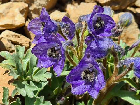 Image of Delphinium caucasicum C. A. Mey.