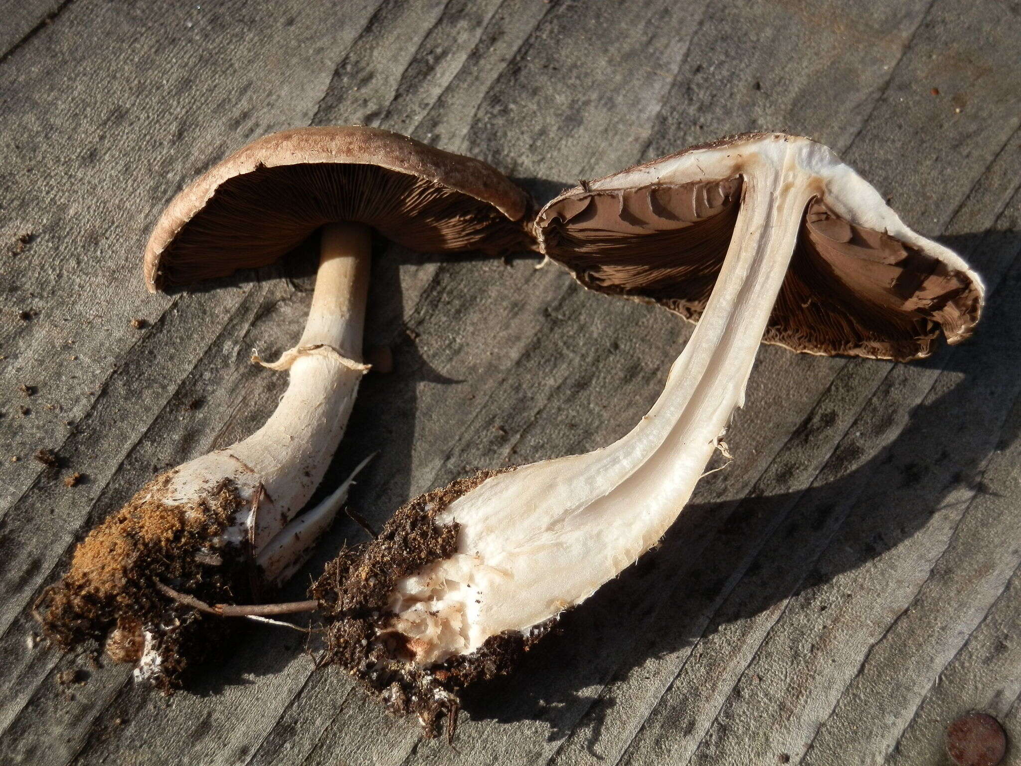 Plancia ëd Agaricus subrutilescens (Kauffman) Hotson & D. E. Stuntz 1938