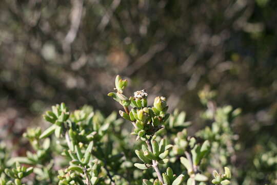 Image of Delosperma truteri Lavis