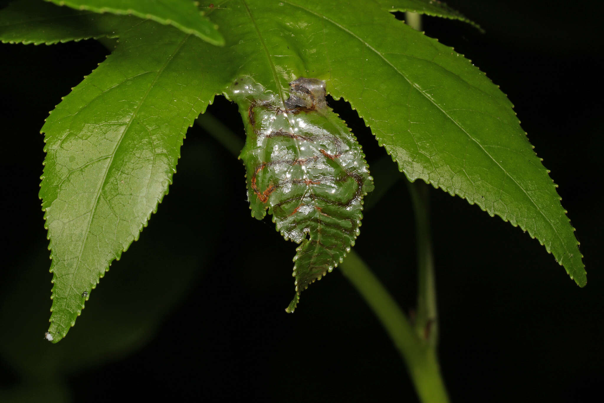 Image of Phyllocnistis liquidambarisella Chambers 1875