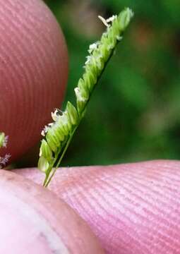 Image of bunch cutgrass