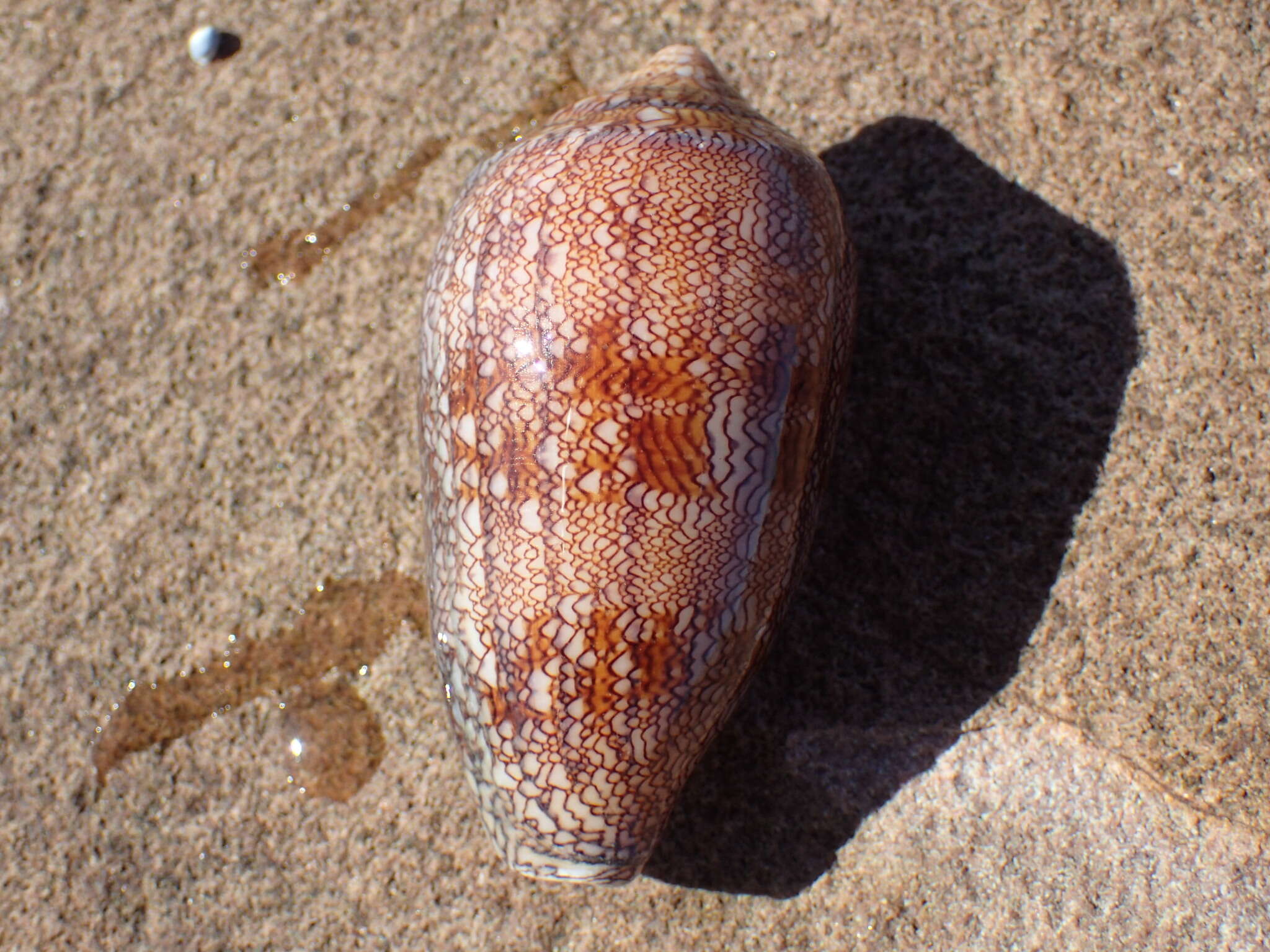 Image of Conus archiepiscopus Hwass ex Bruguière 1792