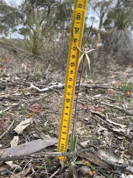 Image of Joseph's spider orchid