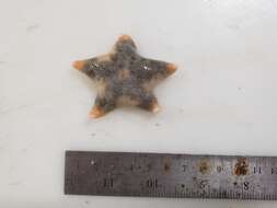 Image of Wrinkled slime star