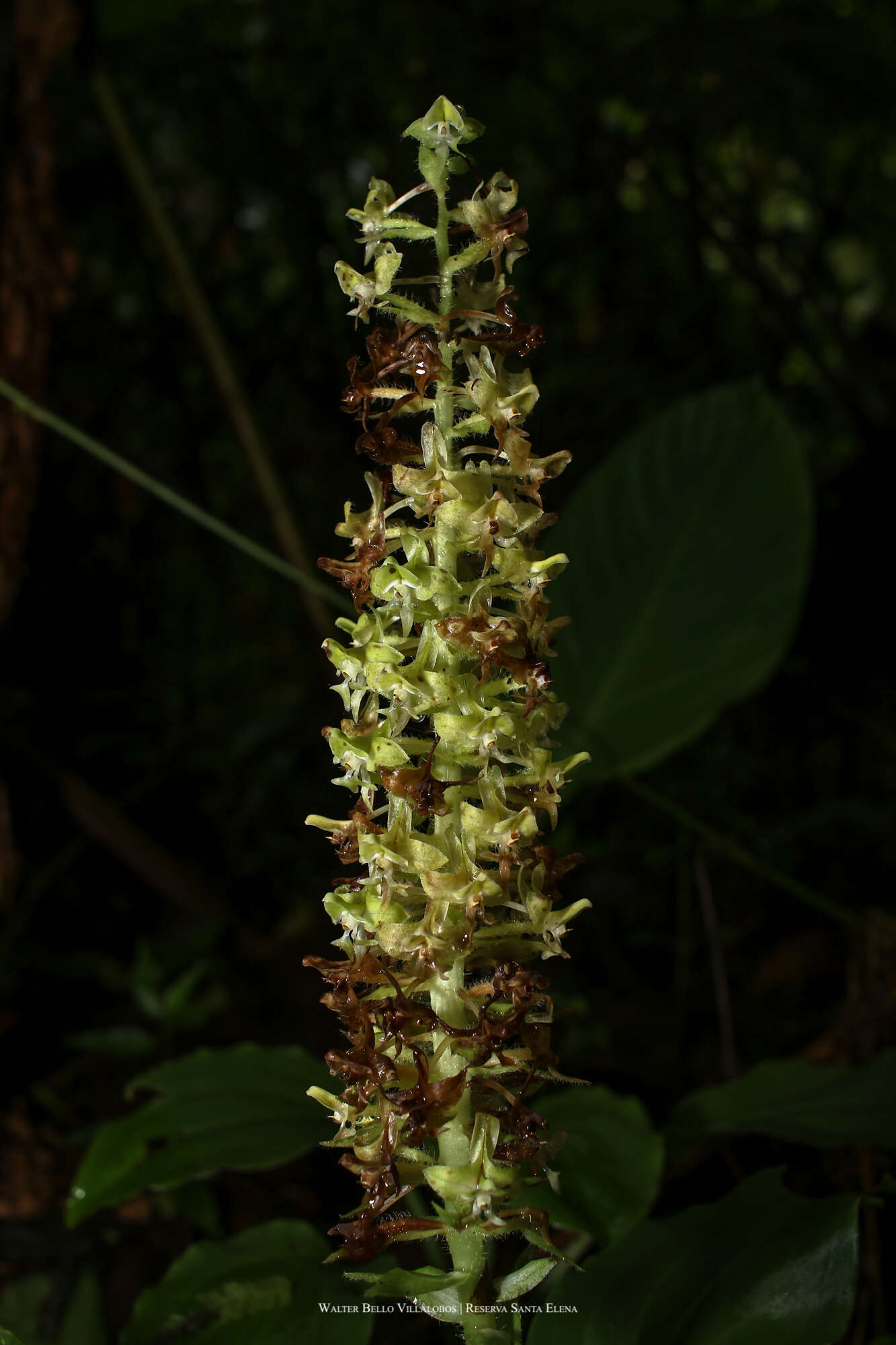 Imagem de Solenocentrum costaricense Schltr.