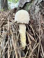 Sivun Austroboletus subflavidus (Murrill) Wolfe 1980 kuva