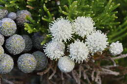 Image of Brunia noduliflora P Goldblatt & J. C. Manning