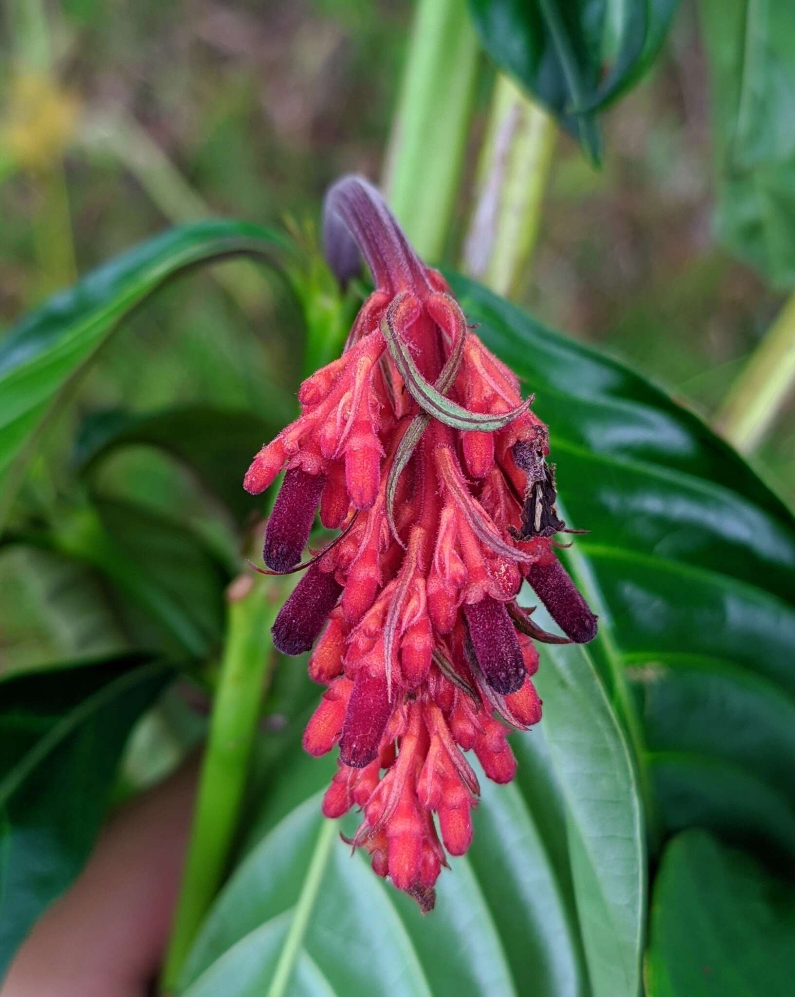 Image of Palicourea triphylla DC.