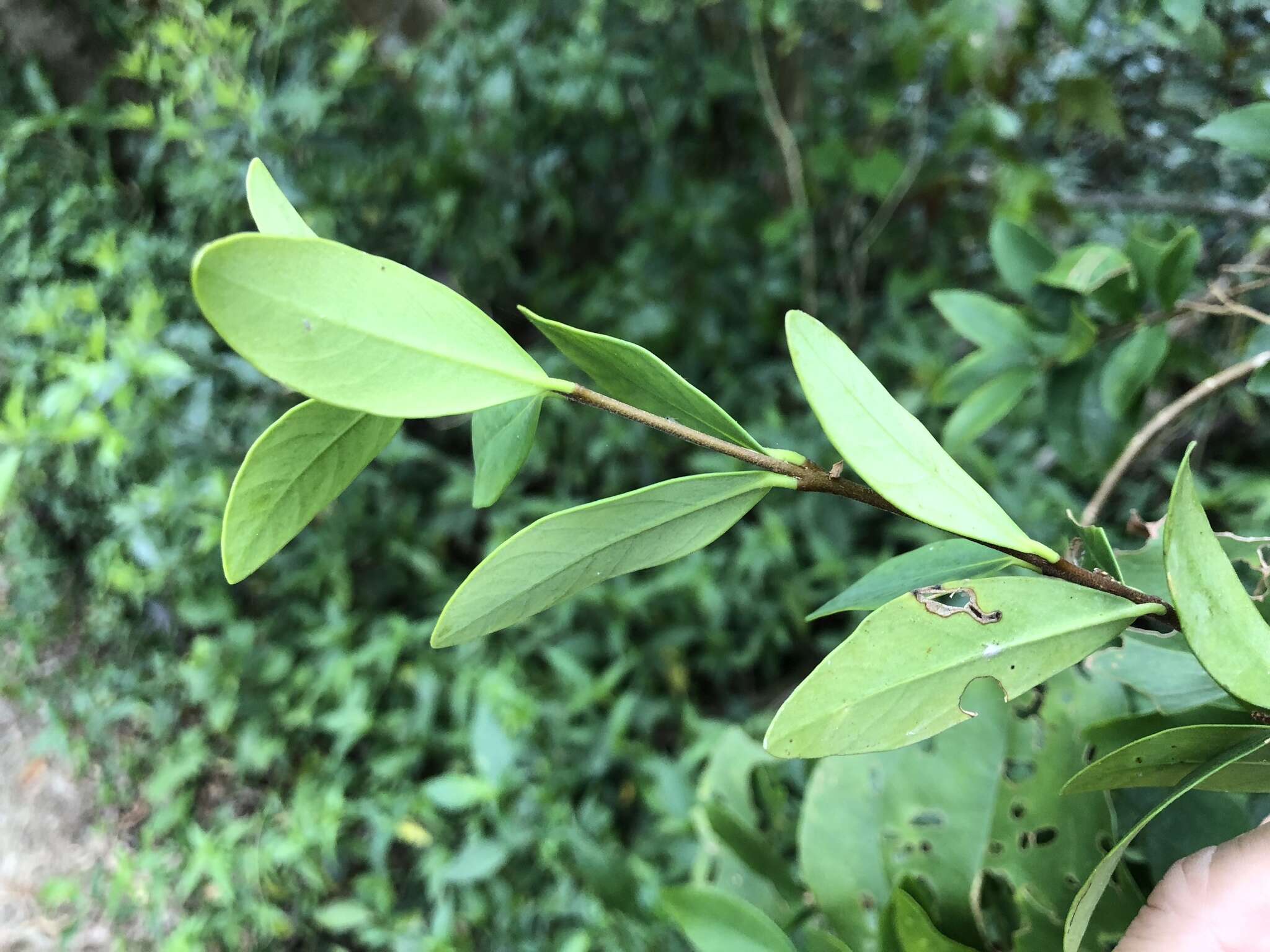 Image of Wikstroemia taiwanensis C. E. Chang