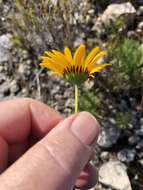 Euryops hebecarpus (DC.) B. Nordenst. resmi