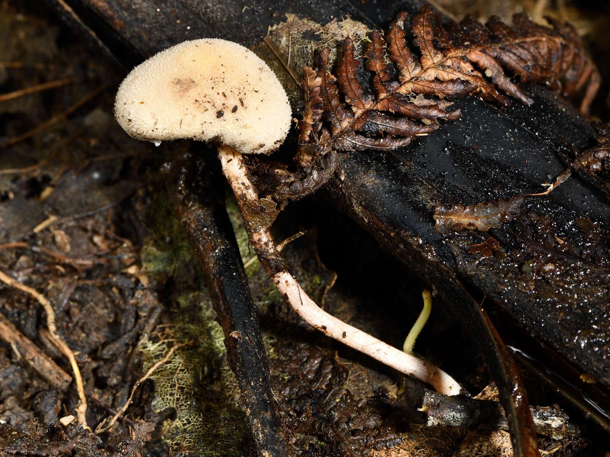 Image of Tympanella galanthina (Cooke & Massee) E. Horak 1971