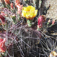 صورة Opuntia azurea var. diplopurpurea