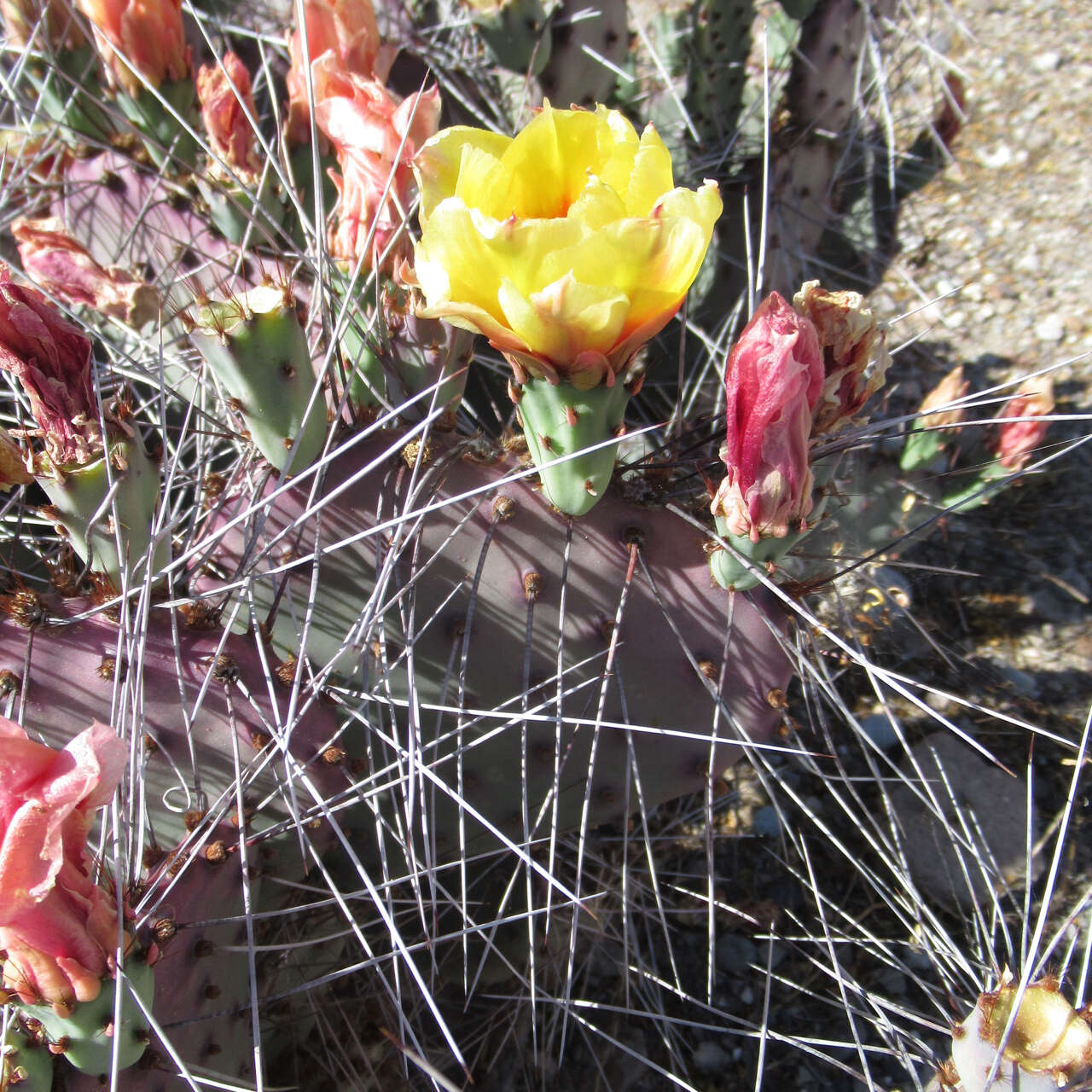 Image of Opuntia azurea var. diplopurpurea