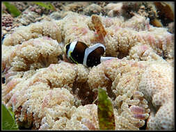 Image of Barrier Reef Anemonefish