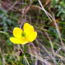 Image of Trollius taihasenzanensis Masam.