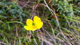 Image of Trollius taihasenzanensis Masam.