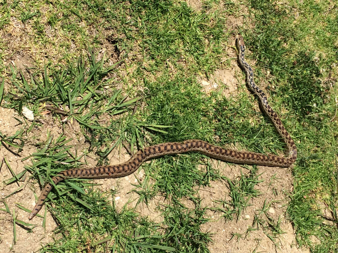 Image of Pituophis catenifer annectens Baird & Girard 1853