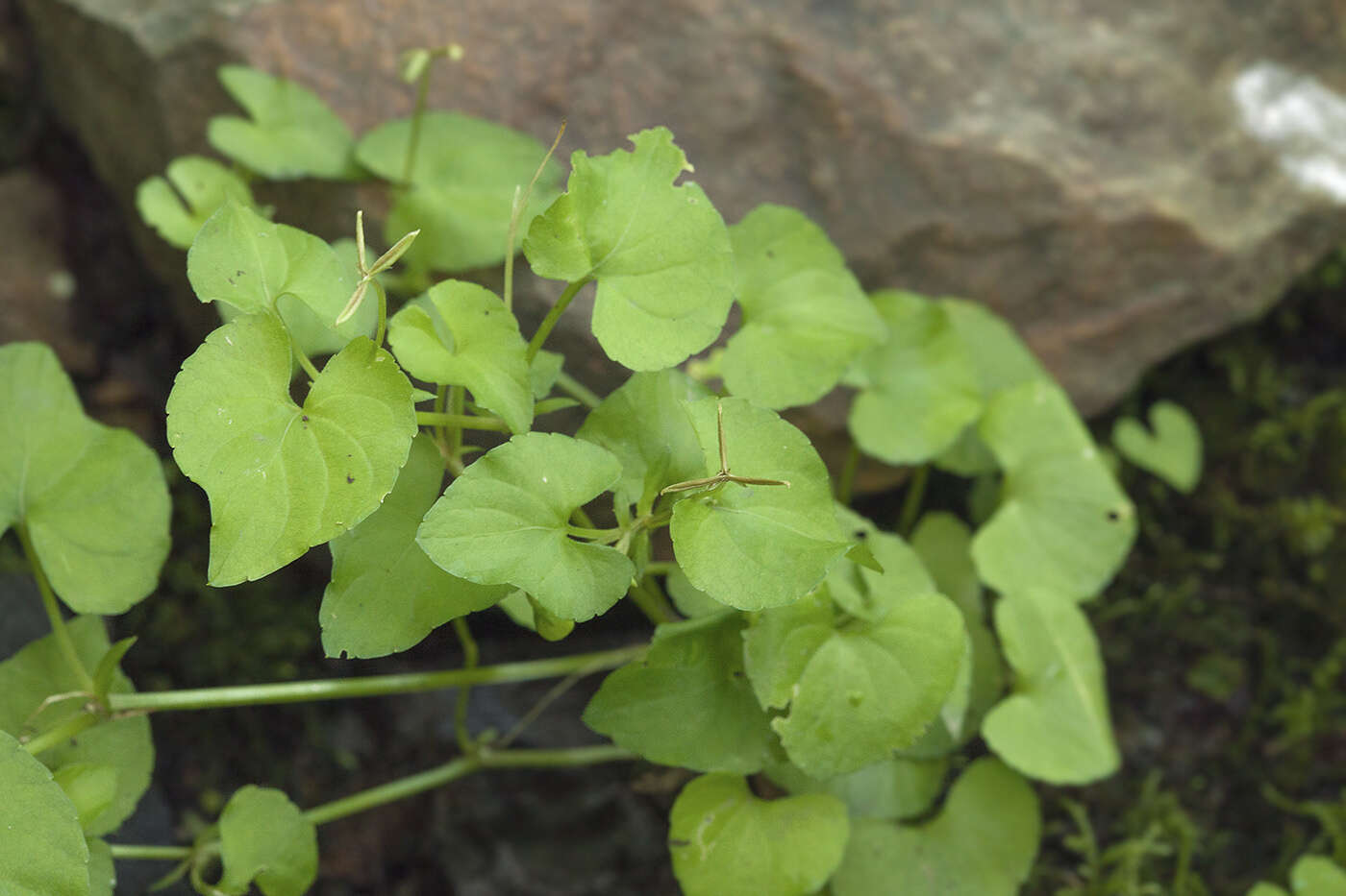 Image of Viola arcuata Bl.