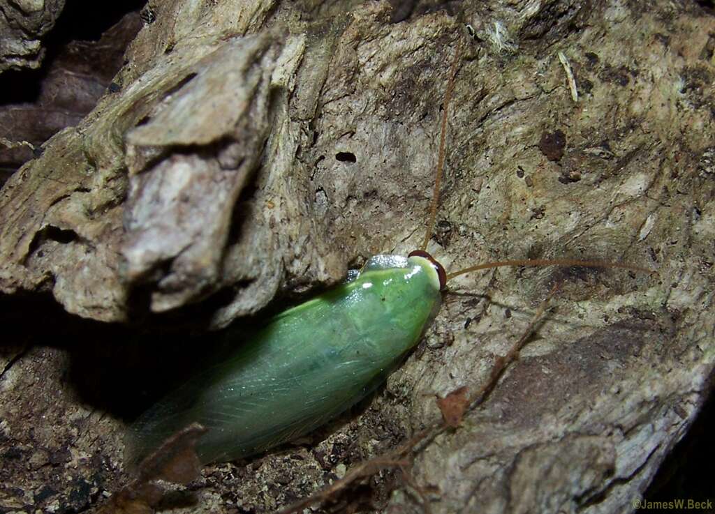 Image of Green Banana Cockroach