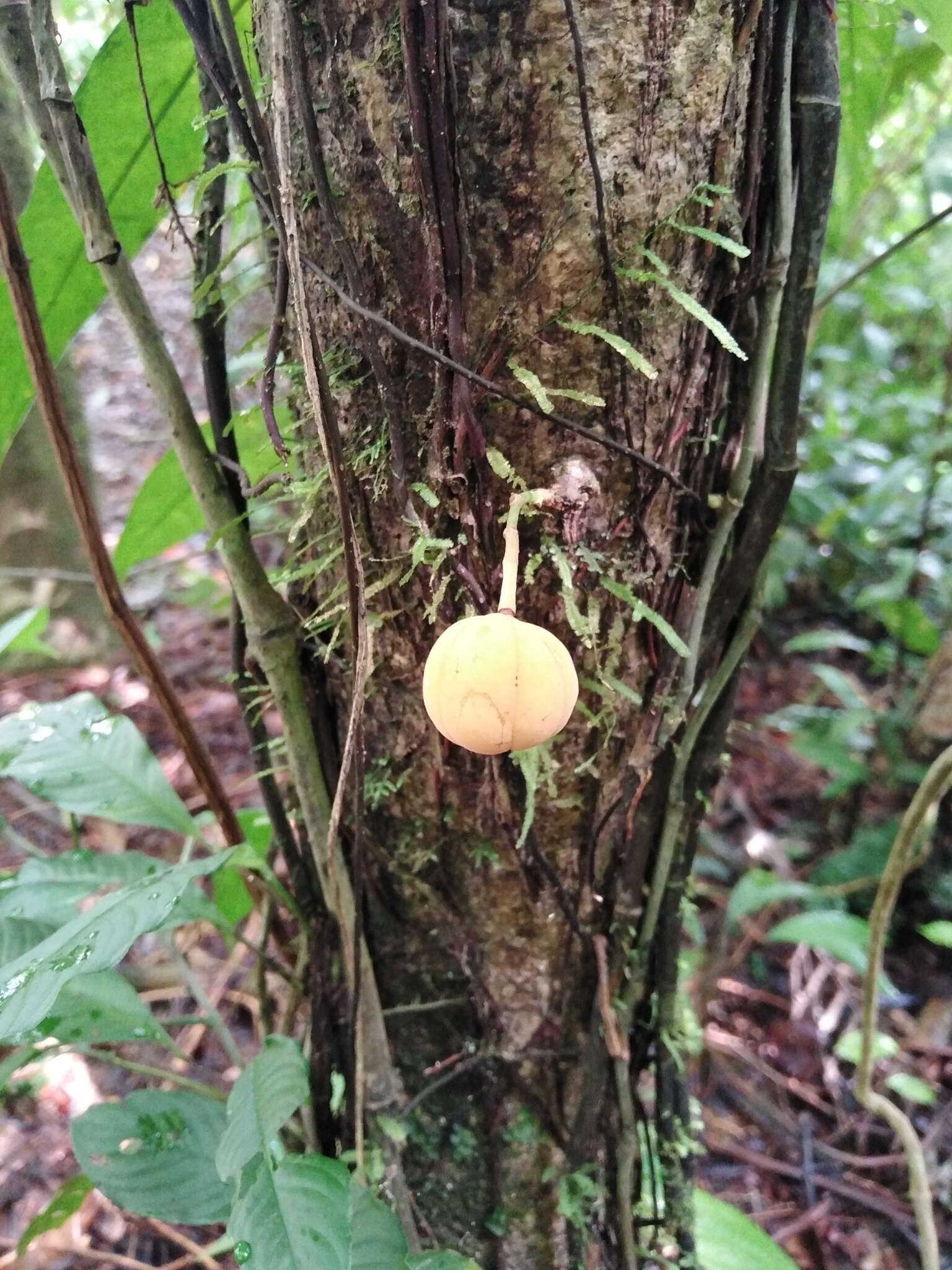 Imagem de Mortoniodendron cauliflorum Al. Rodr.