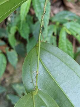 Image of Smilax bracteata C. Presl