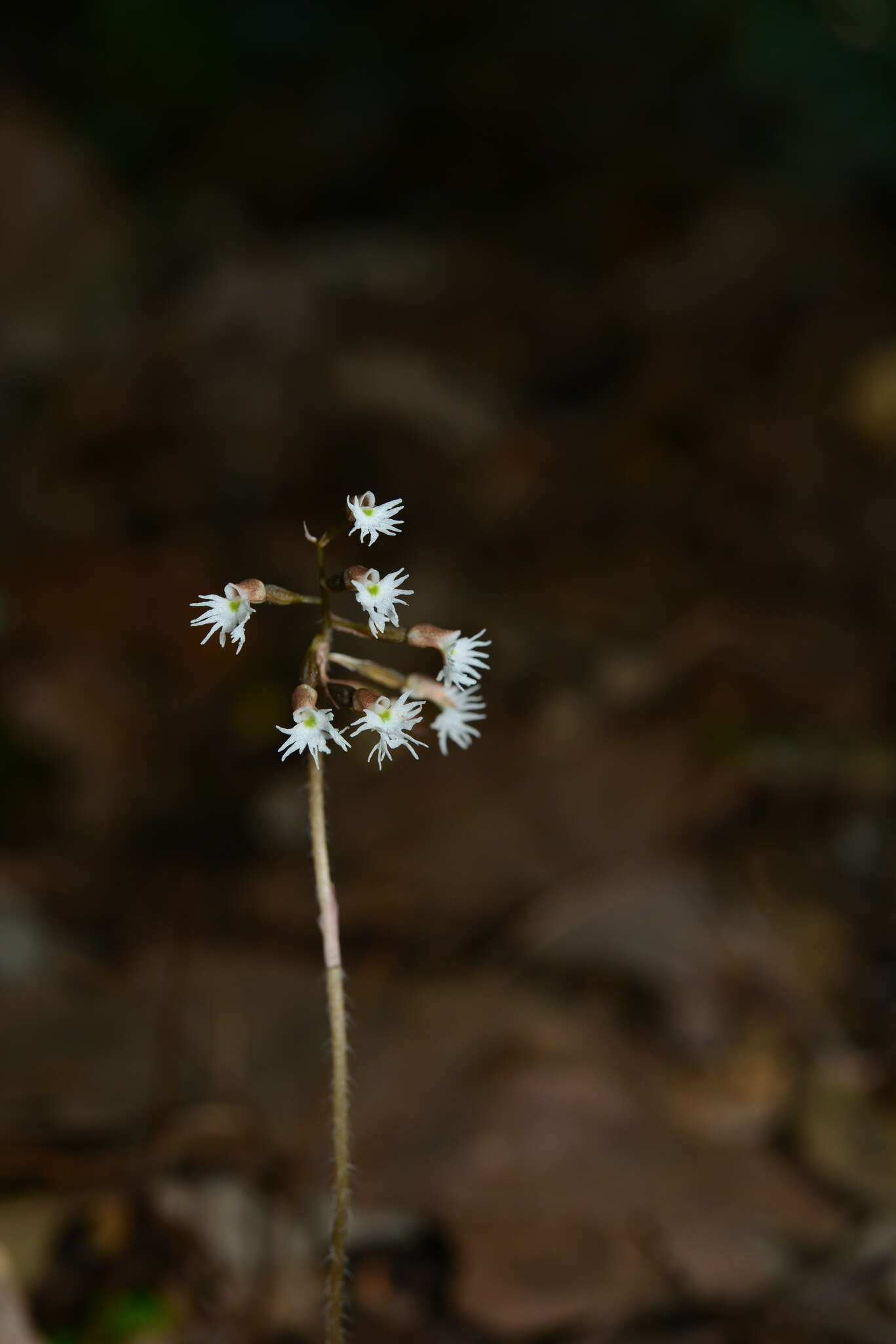 Image of Cheirostylis cochinchinensis Blume